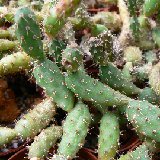 Opuntia sp Tilcara (Argentina) (available 8.5 and 10.5 cm Ø)